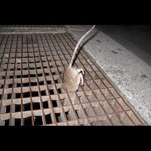 Meet your Posher, Donovan